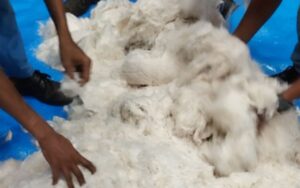 Banana Fibre in Textile Industry: A Sustainable Revolution